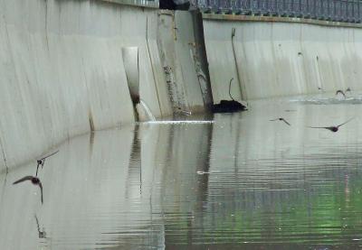 Прикрепленное изображение: ll03aa.jpg